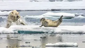 Die Jagd - Auf Leben und Tod - Eisbär jagdt Robbe