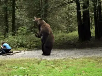 Ferien in der Wildnis - Ein bärenstarkes Abenteuer Szenenbild05