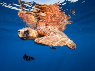 Eine Schildkröte auf den Kanarischen Inseln