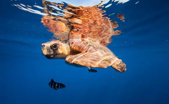 Eine Schildkröte auf den Kanarischen Inseln
