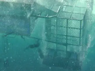 Open Water Cage Dive - Der Käfig geht auf