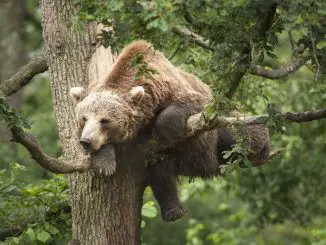 Unsere Wildnis - Ein Bär macht es auf einem Baum gemütlich