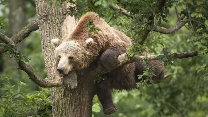 Unsere Wildnis - Ein Bär macht es auf einem Baum gemütlich