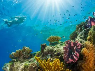 Great Barrier Reef 4K - Szenenbild