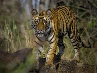 Verborgenes Indien - Land des Wandelns - Hier taucht ein Tiger aus dem Dickicht auf