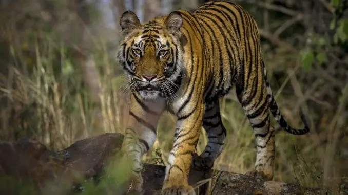 Verborgenes Indien - Land des Wandelns - Hier taucht ein Tiger aus dem Dickicht auf