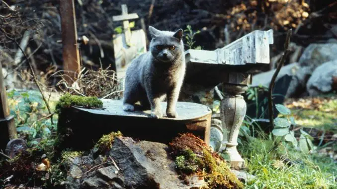 Die Katze aus Friedhof der Kuscheltiere