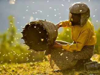 Hatidze und die Bienen: eine grandiose Geschichte über das friedliche Zusammenleben von Mensch und Tier.