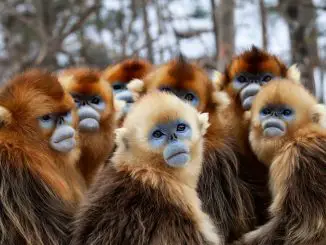 Sieben Kontinente - Ein Planet: Eine Gruppe Affen