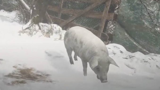 Resident Evil Village: Schweine liefern Wild - Fleisch