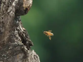 Tagebuch einer Biene - Biene fliegt zu einem Baum