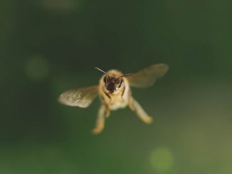 Tagebuch einer Biene - Die Biene