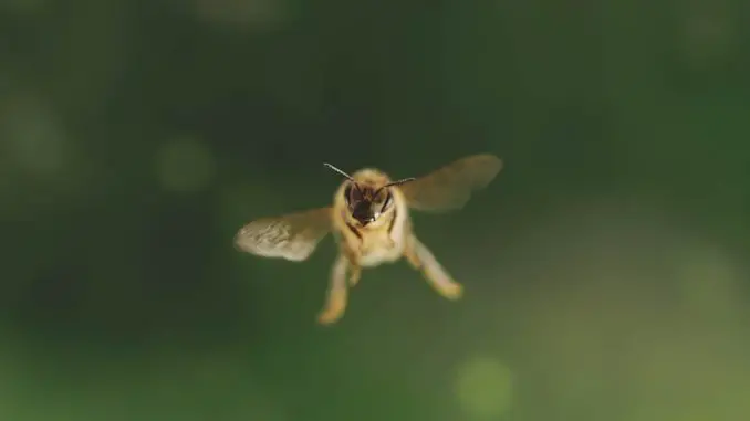 Tagebuch einer Biene - Die Biene