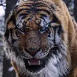 The Tiger - Legende einer Jagd: Blu-ray Kritik