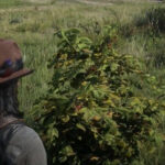 Red Dead Redemption 2 - Rote Himbeere